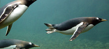 South Devon Attractions